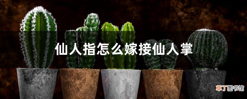 仙人指怎么嫁接仙人掌，用仙人掌什么品种好