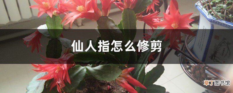仙人指怎么修剪，怎么扦插