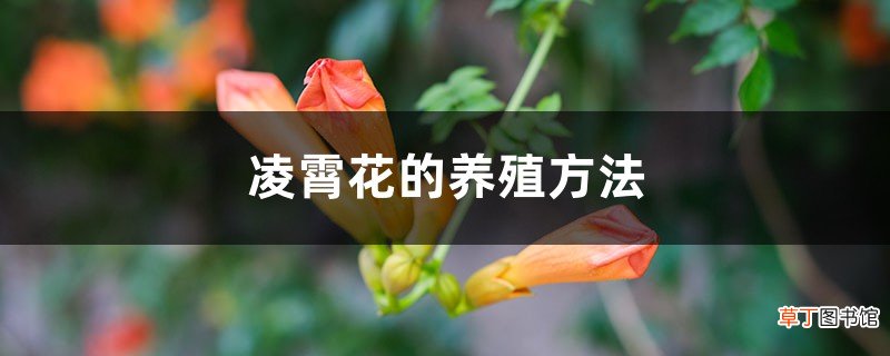 凌霄花的养殖方法，花期有多长