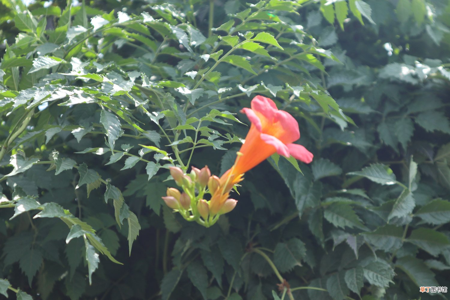 凌霄花的养殖方法，花期有多长