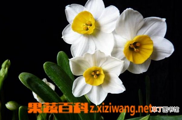 水仙花怎么养 水仙花的养殖方法和注意事项