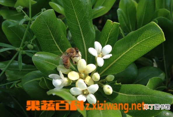 万年青的养殖方法与注意事项