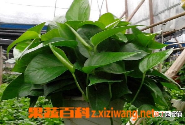 绿萝有毒吗 绿萝能在卧室养吗