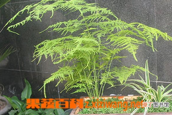 文竹是什么 文竹的功效与作用