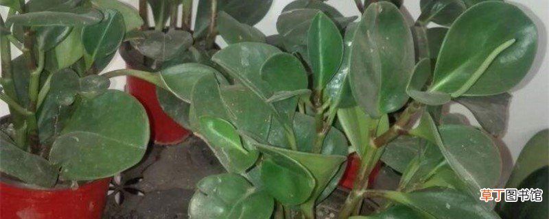 新买的袖珍椰子怎么养