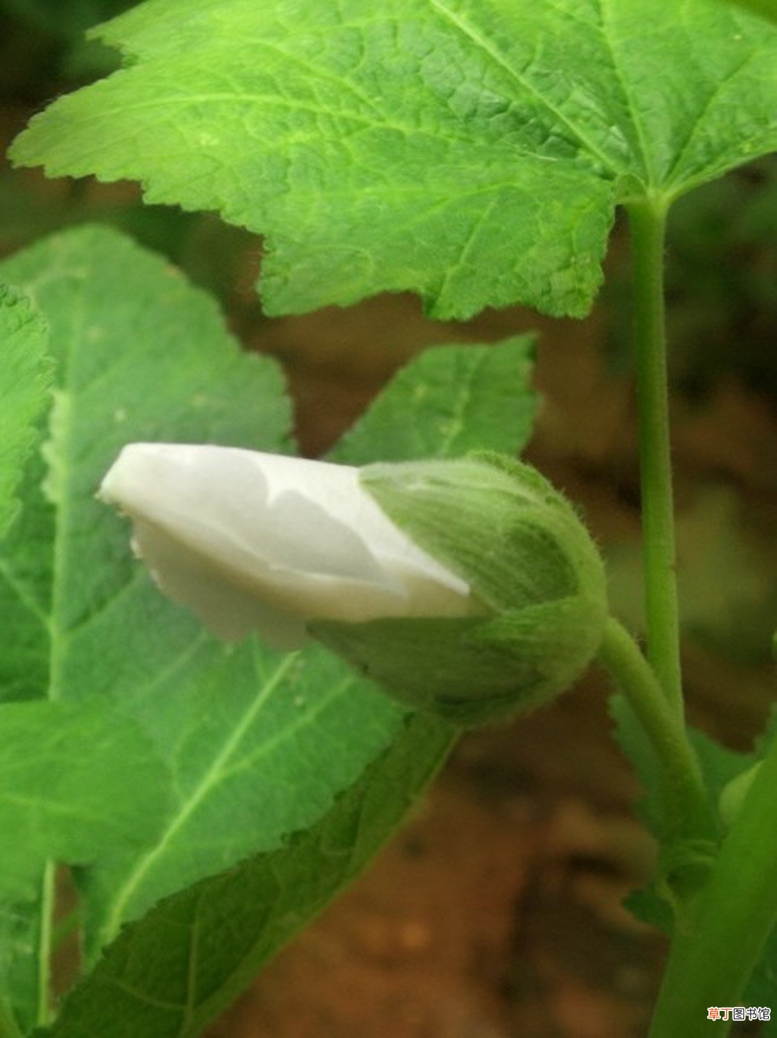 新买的蜀葵怎么养