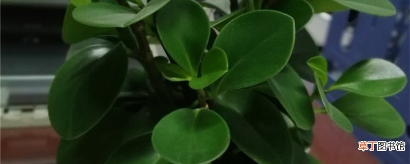 新买的豆瓣绿怎么养