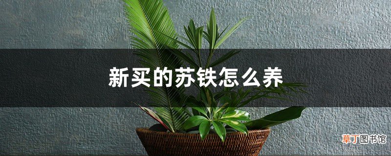 新买的苏铁怎么养