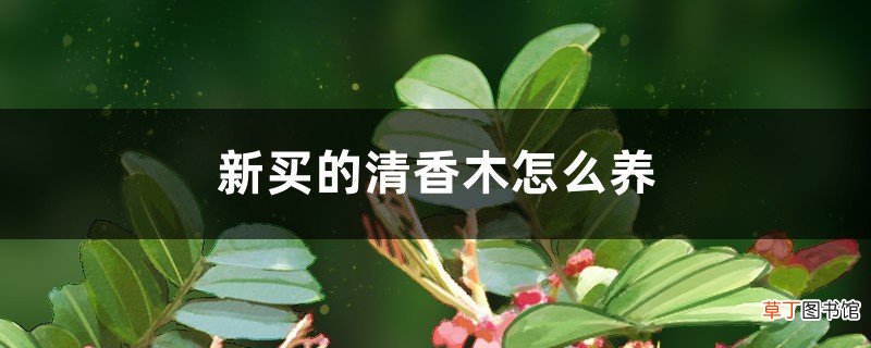 新买的清香木怎么养