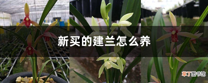 新买的建兰怎么养