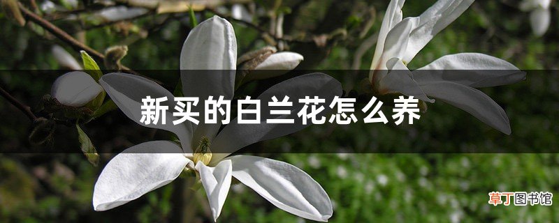 新买的白兰花怎么养