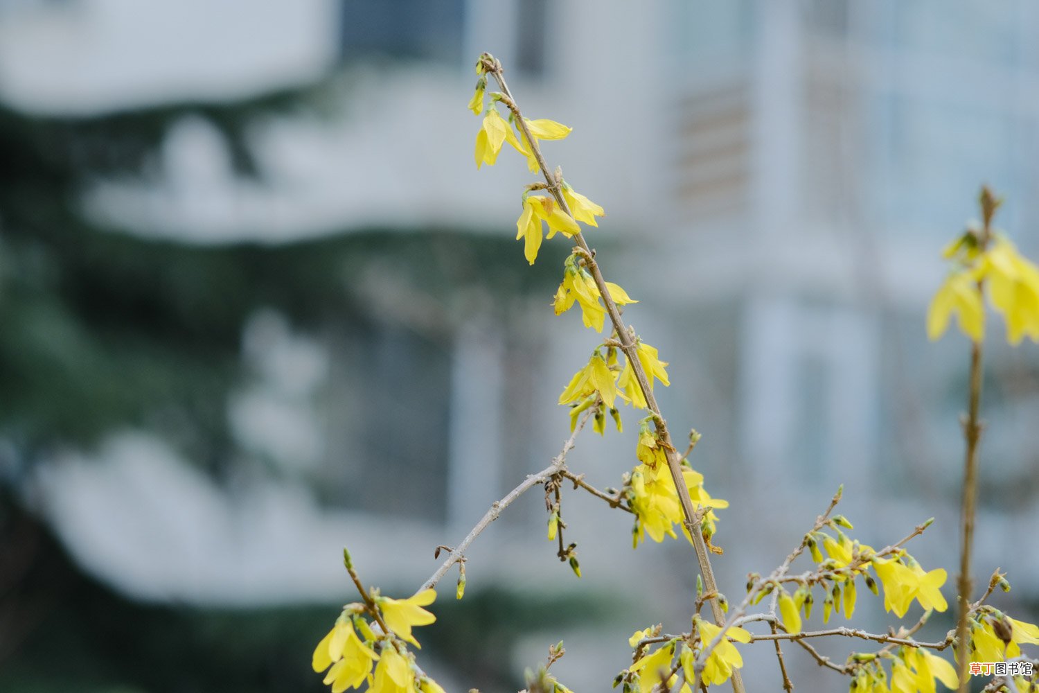 连翘怎么修剪，修剪方法