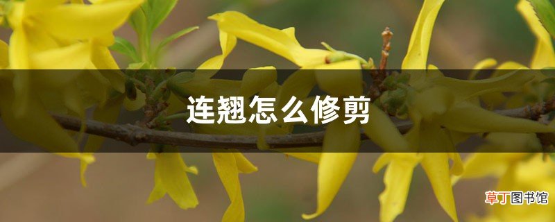连翘怎么修剪，修剪方法