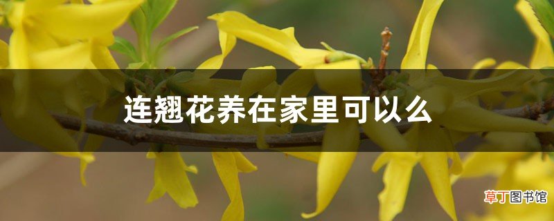 连翘花养在家里可以么，养殖方法和注意事项