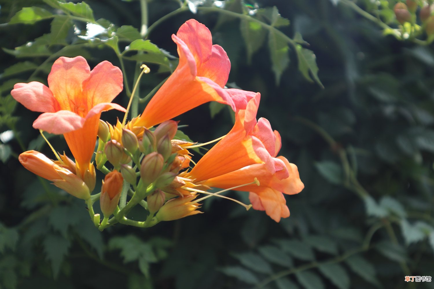 凌霄花如何繁殖，如何移植