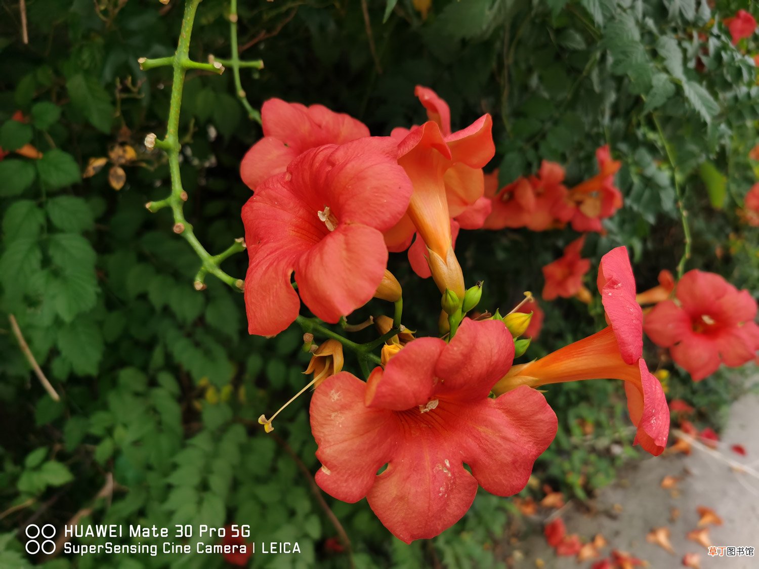 凌霄花如何繁殖，如何移植