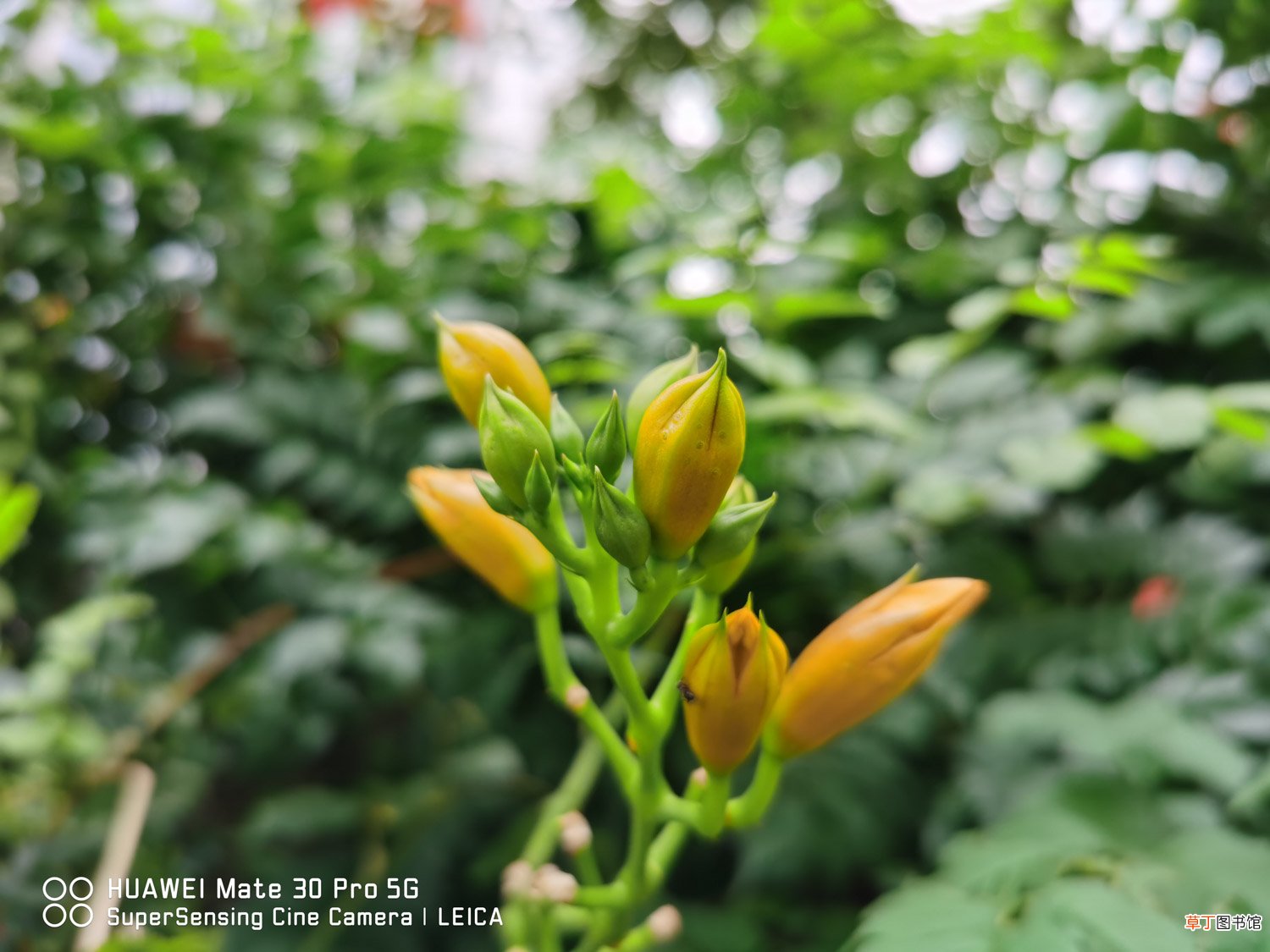 凌霄花的栽培与管理，怎样施肥
