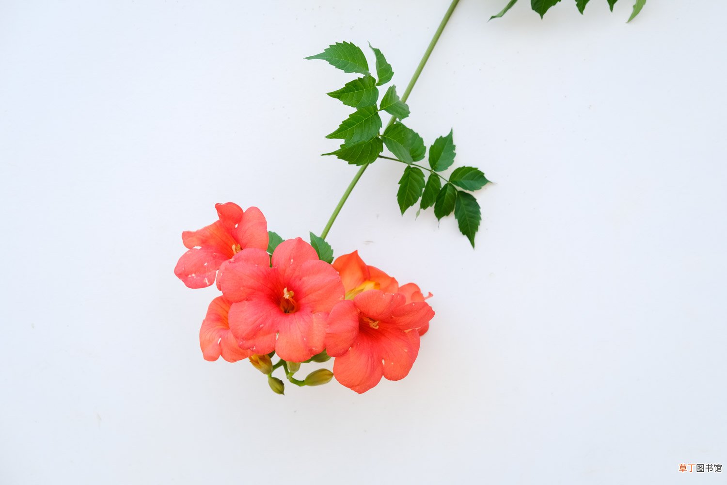 凌霄花施肥过多怎么办，什么时候施肥