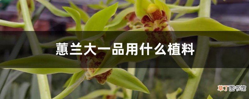 蕙兰大一品用什么植料，容易开花吗，好养吗