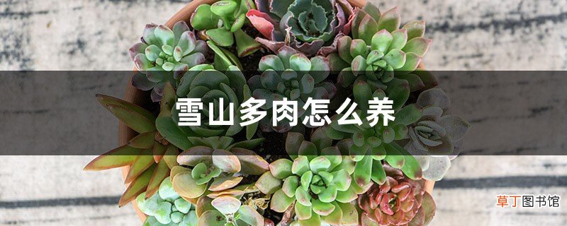 雪山多肉怎么养，怎么繁殖