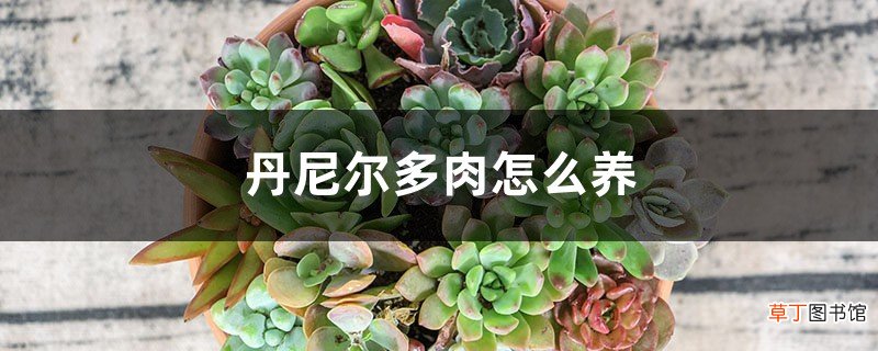丹尼尔多肉怎么养，怎么养成老桩