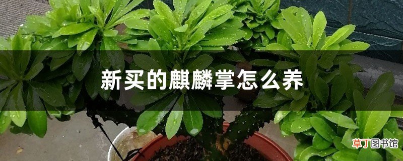 新买的麒麟掌怎么养