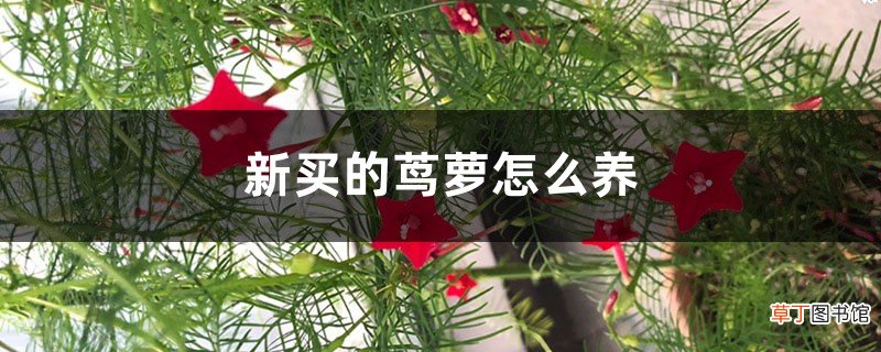 新买的茑萝怎么养