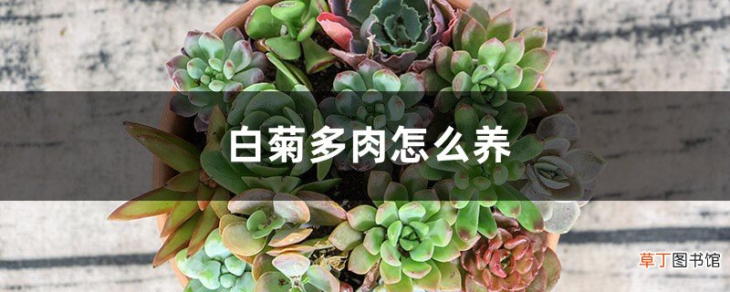 白菊多肉怎么养，用深盆种还是浅盆种
