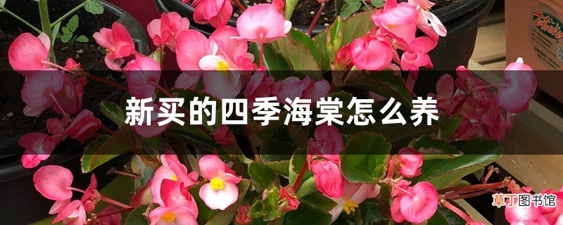 新买的四季海棠怎么养