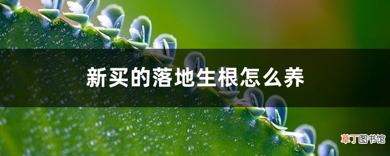 新买的落地生根怎么养