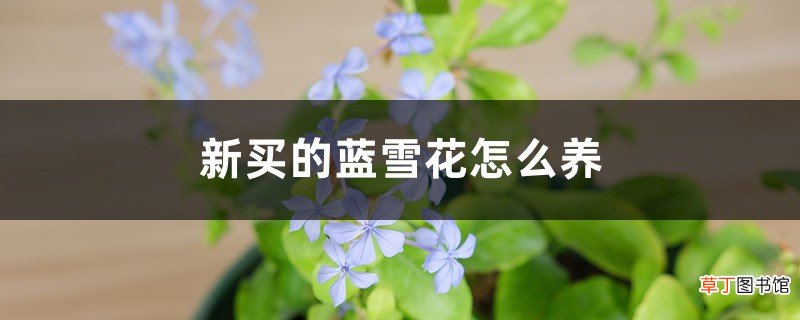 新买的蓝雪花怎么养