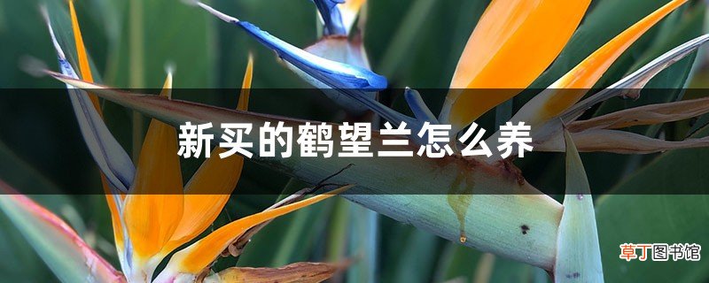 新买的鹤望兰怎么养