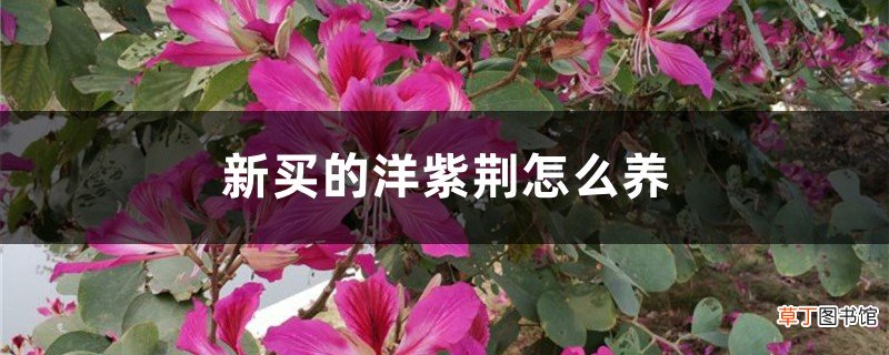 新买的洋紫荆怎么养