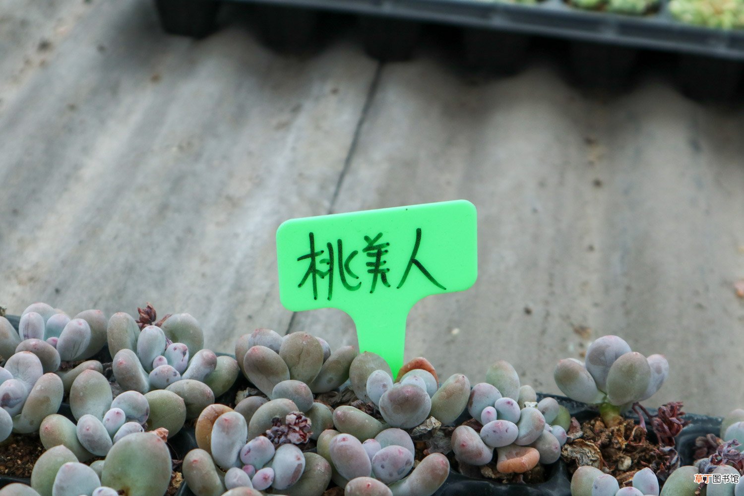 新买的桃美人怎么养