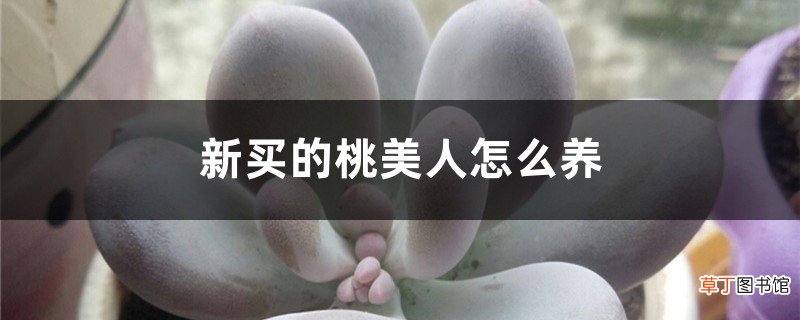 新买的桃美人怎么养