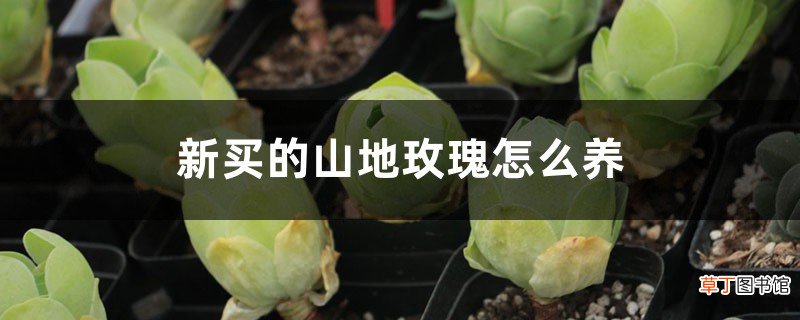 新买的山地玫瑰怎么养