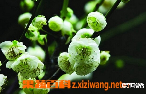 绿梅的功效与作用 绿梅的药用价值