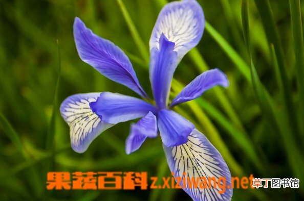 马蔺花图片 马蔺花的功效与药用价值