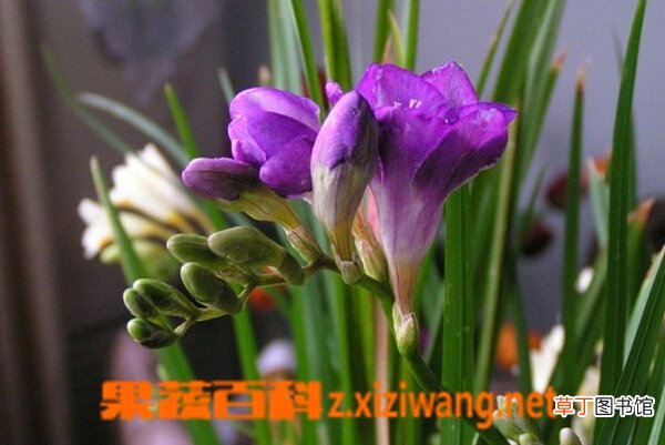 香雪兰图片 香雪兰的功效与作用