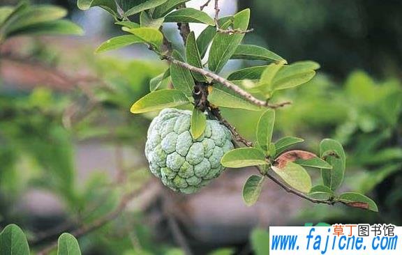 释迦果长白毛还能不能吃 释迦果长白毛是发霉吗