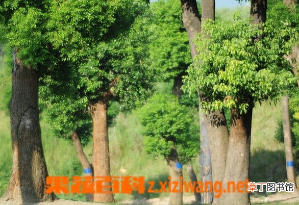 香樟树的功效与作用 香樟树根的药用功效