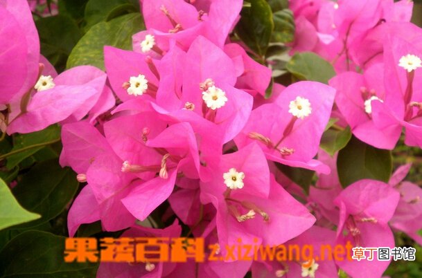 三角梅的养殖方法与注意事项