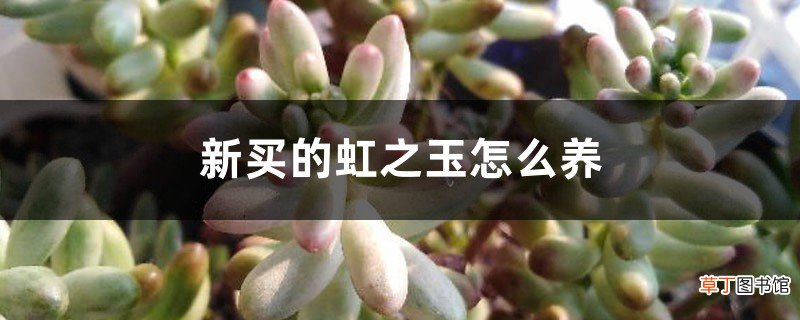 新买的虹之玉怎么养
