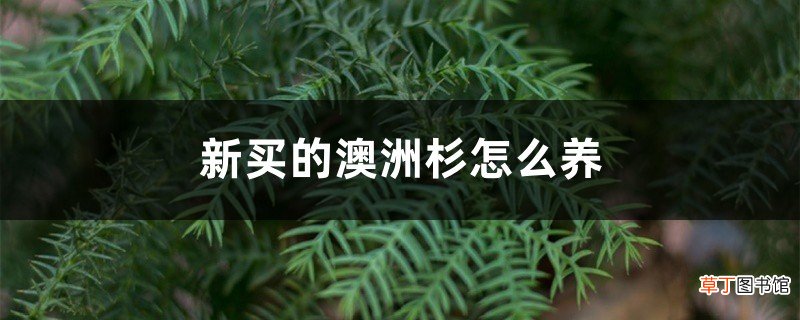 新买的澳洲杉怎么养