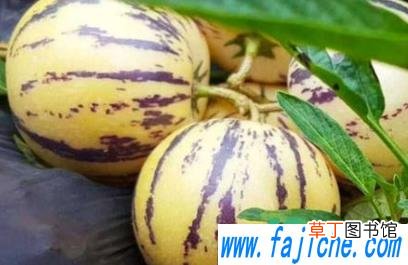 人参果为什么有的没紫色花纹 人参果有花纹的好还是没有的好