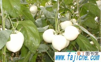 熟了的人参果是这样软的吗 人参果怎么看成熟了没有