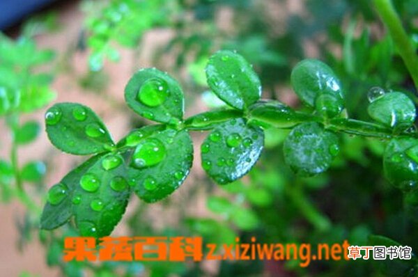 清香木为什么老掉叶 清香木的养殖方法