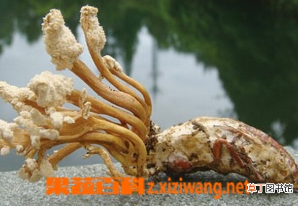 金蝉花怎么吃好 金蝉花的吃法大全