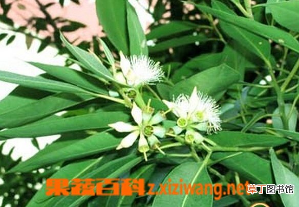 桉树叶的功效与作用