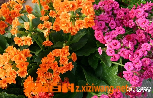 长寿花图片 长寿花的养殖方法